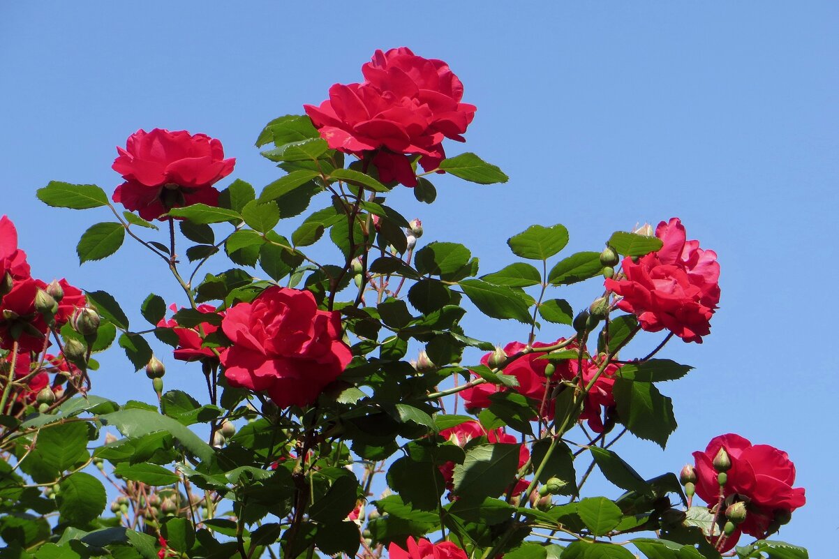 Время плетистых роз - Татьяна Смоляниченко Время плетистых роз - Татьяна Смоляниченко