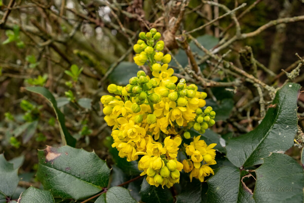 Магония цветёт... - Николай Гирш Магония цветёт... - Николай Гирш
