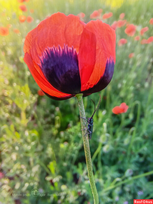 Усач и мак - Игорь Сарапулов