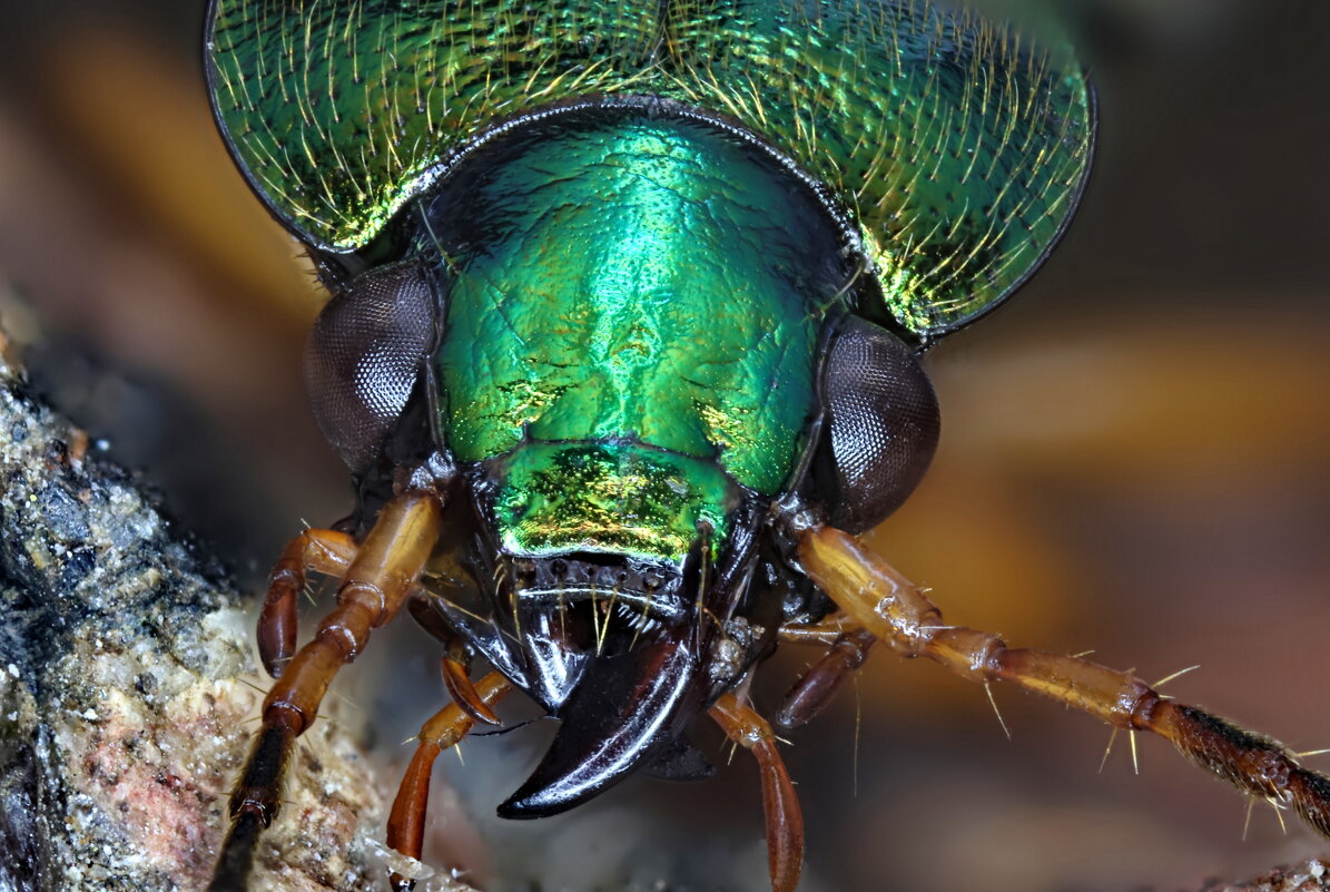 . - Игорь Осипов . - Игорь Осипов