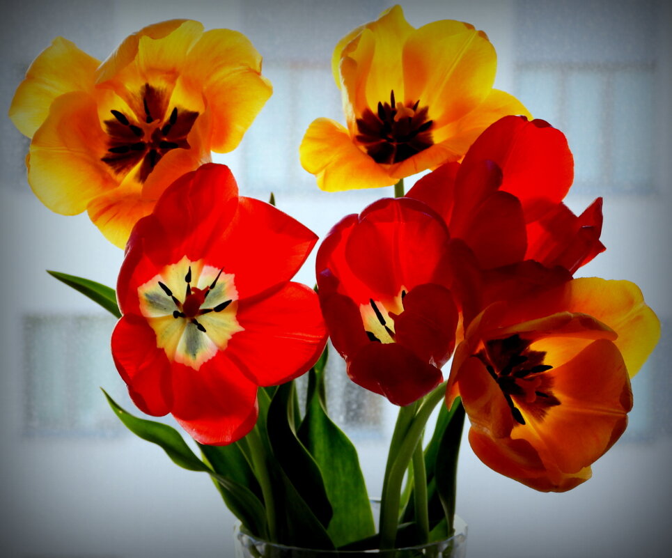 Тюльпаны мая-3 - Юрий Велицкий Тюльпаны мая-3 - Юрий Велицкий