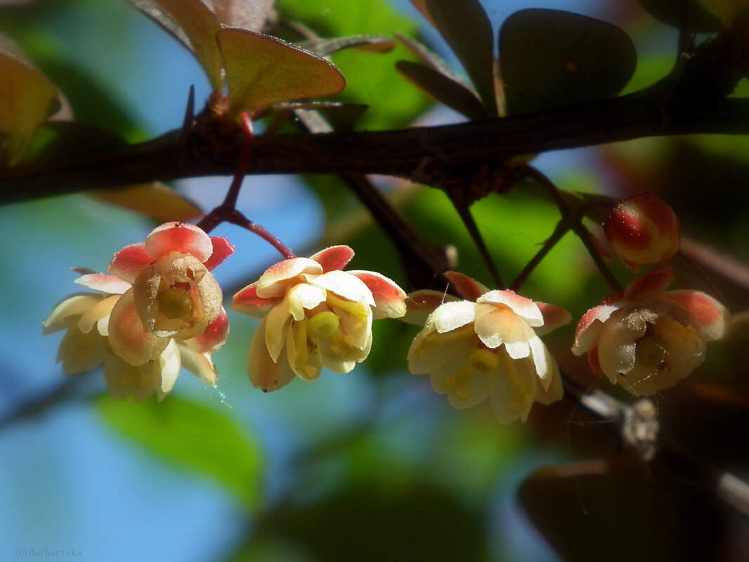 Барбарис - Оксана (Barbariska) Михайлова Барбарис - Оксана (Barbariska) Михайлова