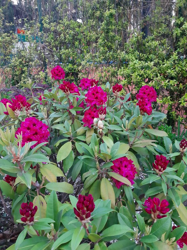 РОДОДЕНДРОН - Tata Wolf