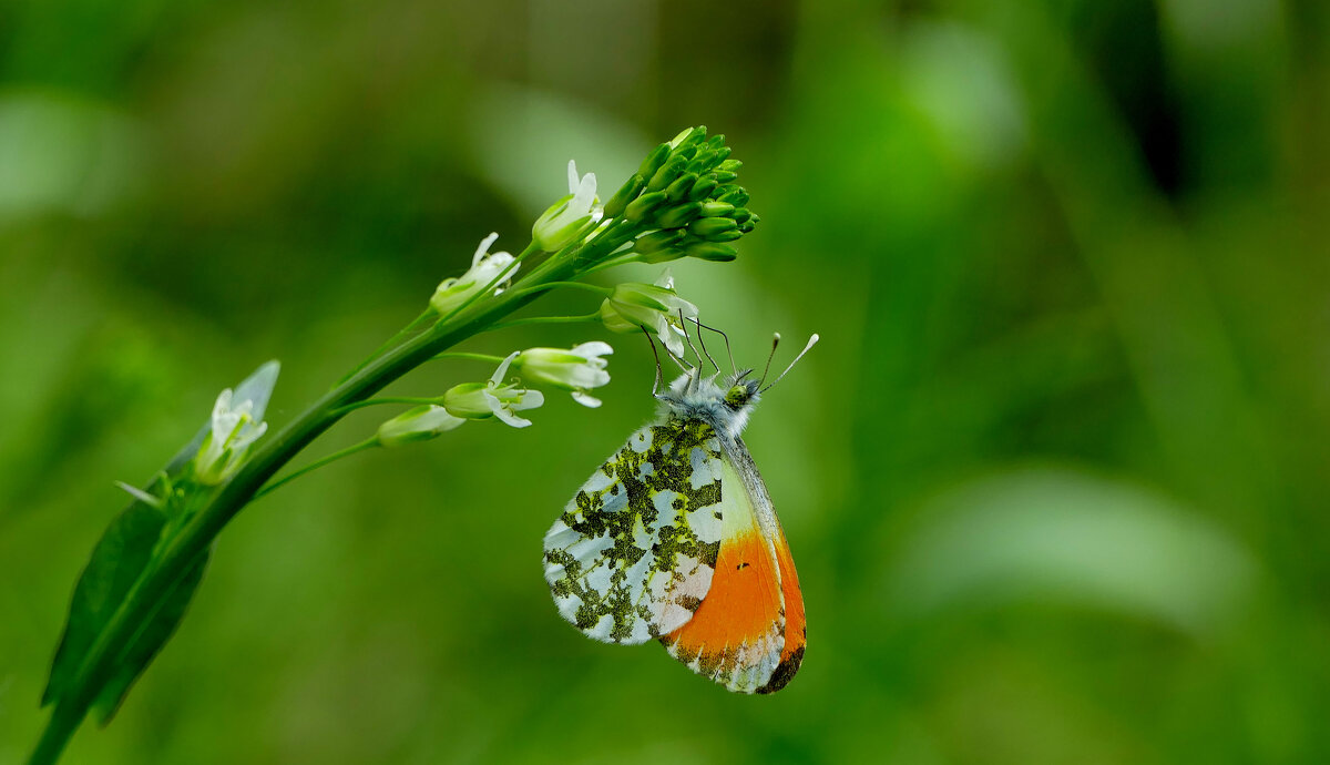 бабочки конца мая  2 - Александр Прокудин