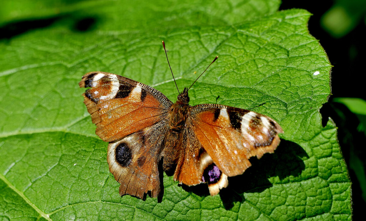 бабочки конца мая 4 - Александр Прокудин бабочки конца мая 4 - Александр Прокудин