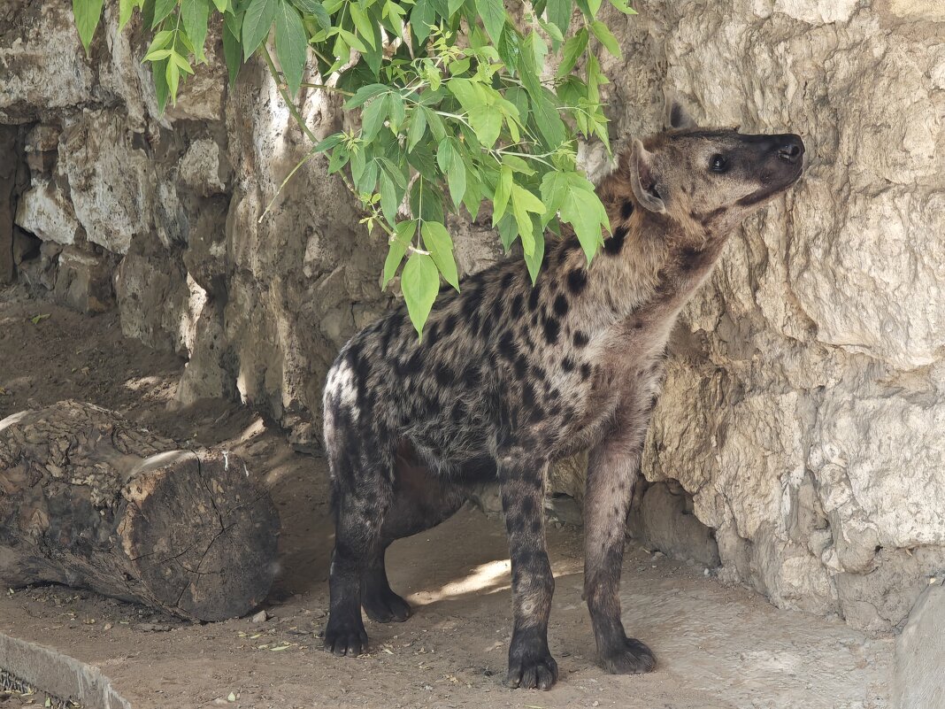 Гиена - <<< Наташа >>>