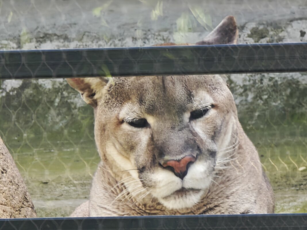 Пума - <<< Наташа >>> Пума - <<< Наташа >>>