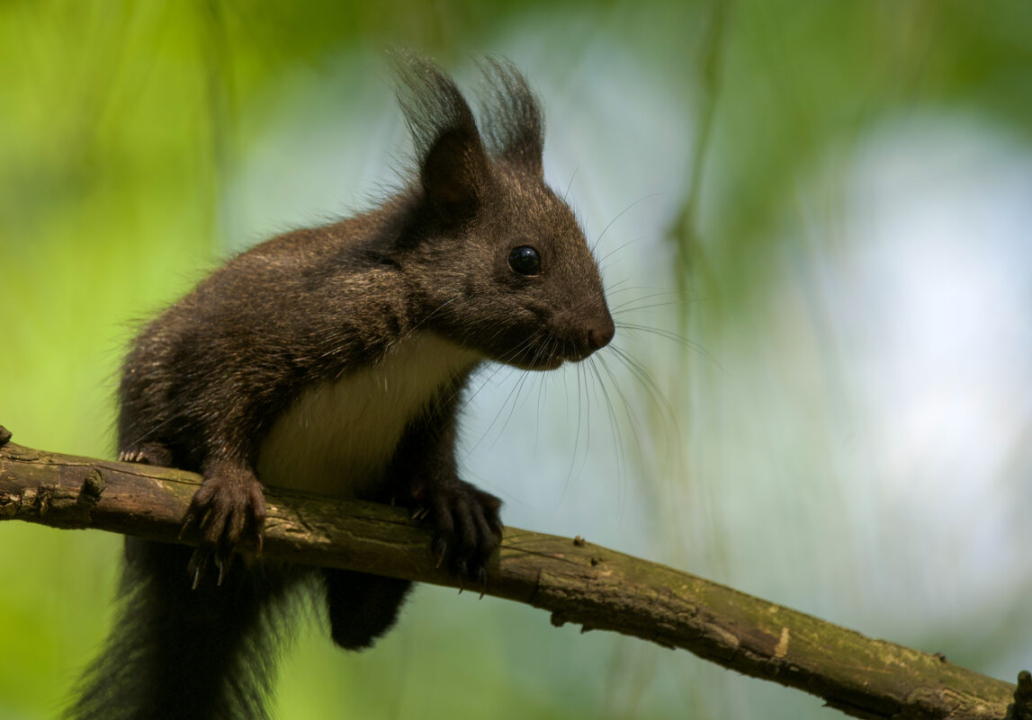 Белка - Виктория 