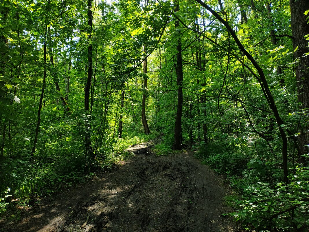Дебри Измайловского парка - Андрей Лукьянов