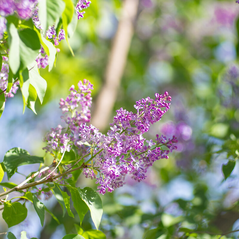 Сирень - Роман Шаров Сирень - Роман Шаров
