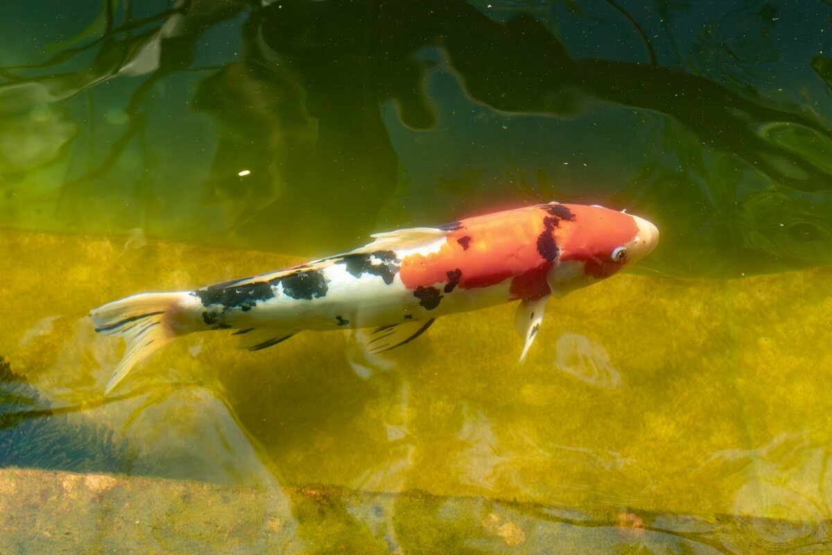 Карп Кои - Игорь Сикорский Карп Кои - Игорь Сикорский