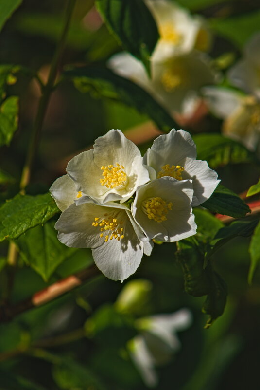 Чубушник - Giant Tao / Чубушник - Giant Tao /