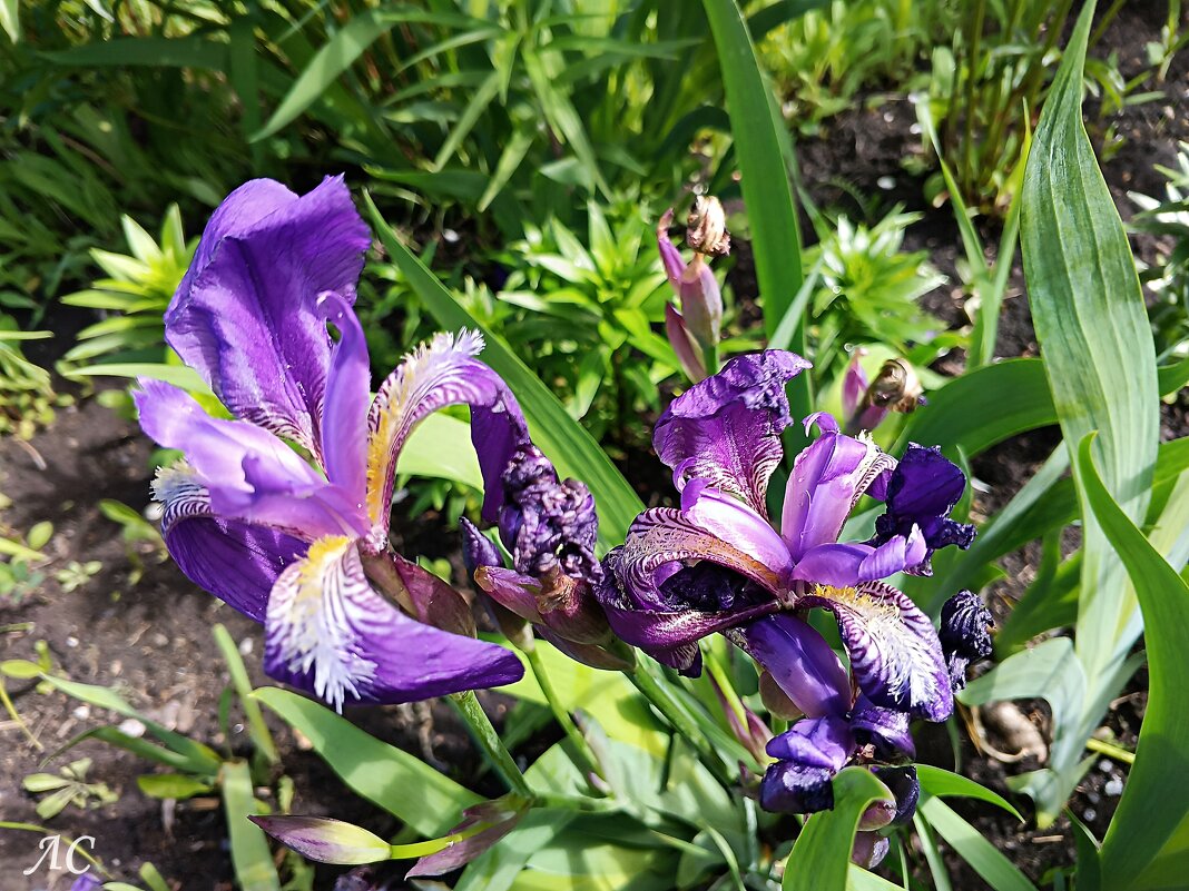 Ирис сибирский - Любовь Сахарова