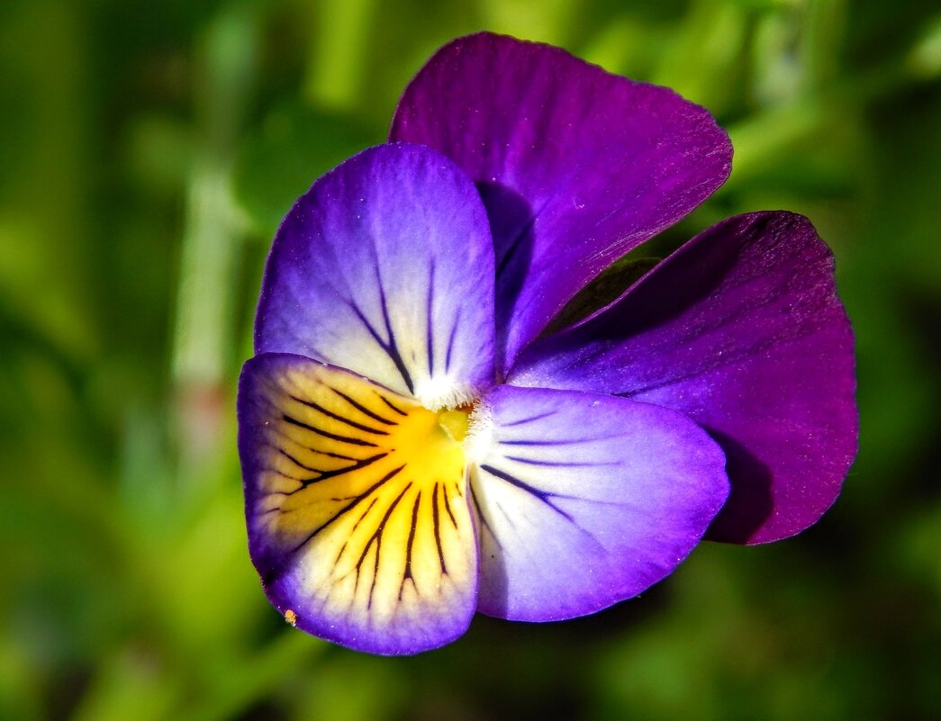 Златоглазка! - Елена Хайдукова ( Elena Fly ) Златоглазка! - Елена Хайдукова ( Elena Fly )