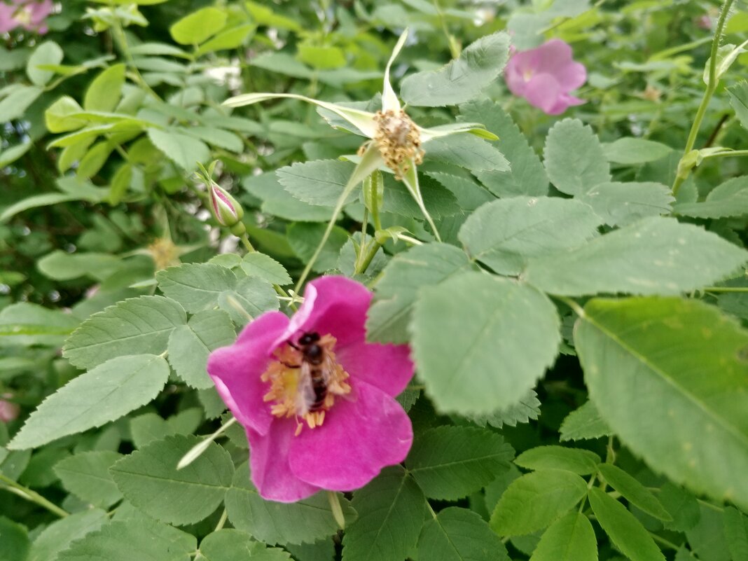 Красный шиповник - Андрей Хлопонин Красный шиповник - Андрей Хлопонин