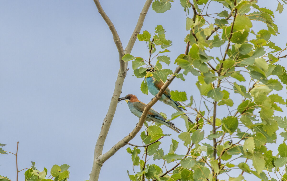 золотистые щурки - юрий макаров