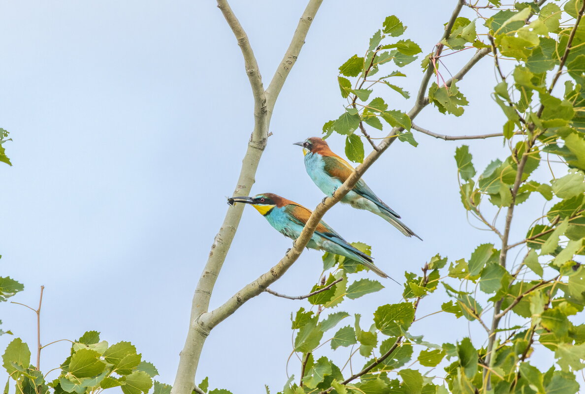 золотистые щурки - юрий макаров