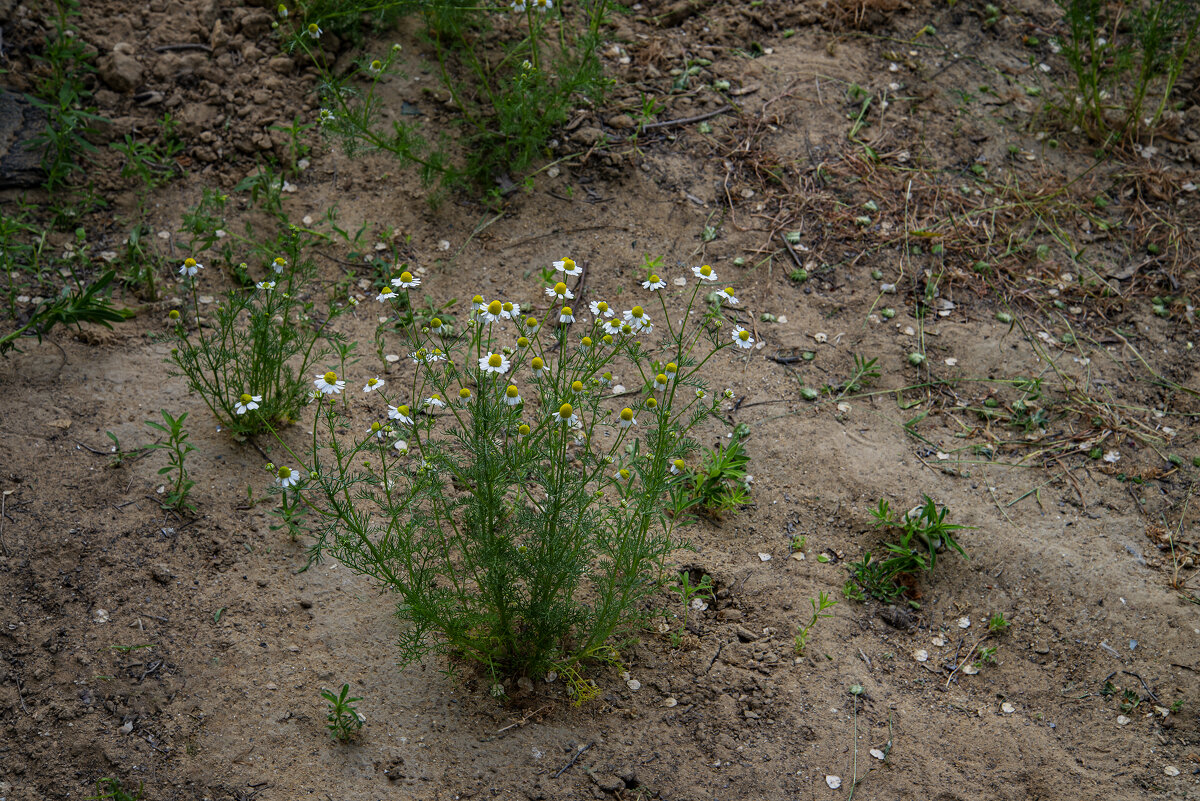 Ромашки - Анатолий Чикчирный
