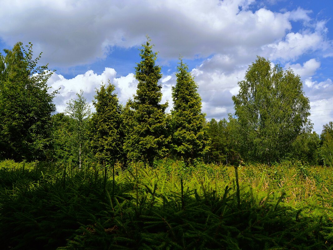 Чебоксары. Ели Ботанического сада. - Пётр Чернега Чебоксары. Ели Ботанического сада. - Пётр Чернега