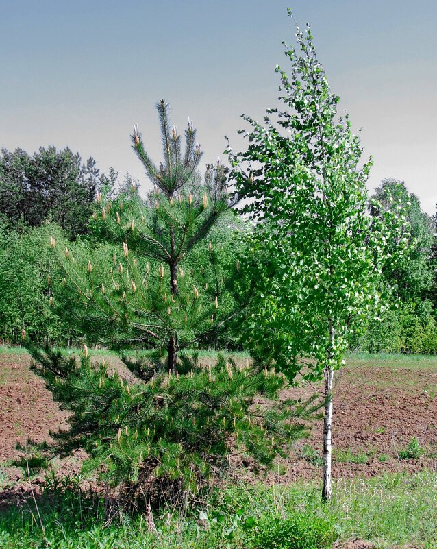 КРАСОТКА И ЕЙНЫЙ ПАПИК - Юрий Вовк