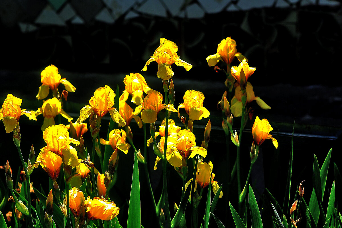 Ирисы - Юрий Гайворонскiий