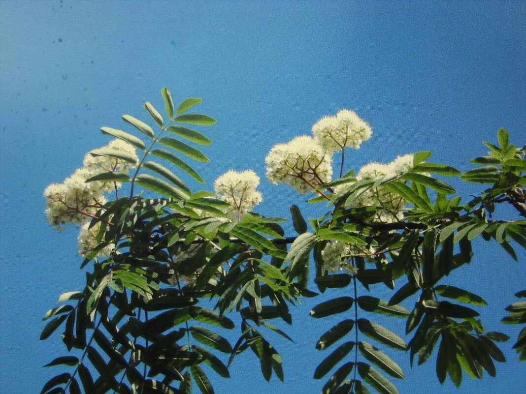 Рябина цветёт - Людмила Смородинская Рябина цветёт - Людмила Смородинская