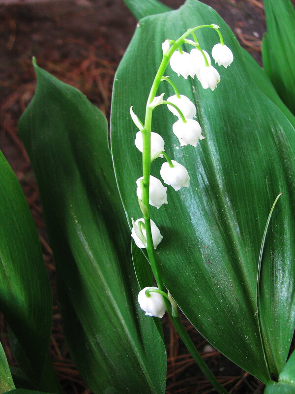 Ароматный красавчик - Людмила Смородинская Ароматный красавчик - Людмила Смородинская