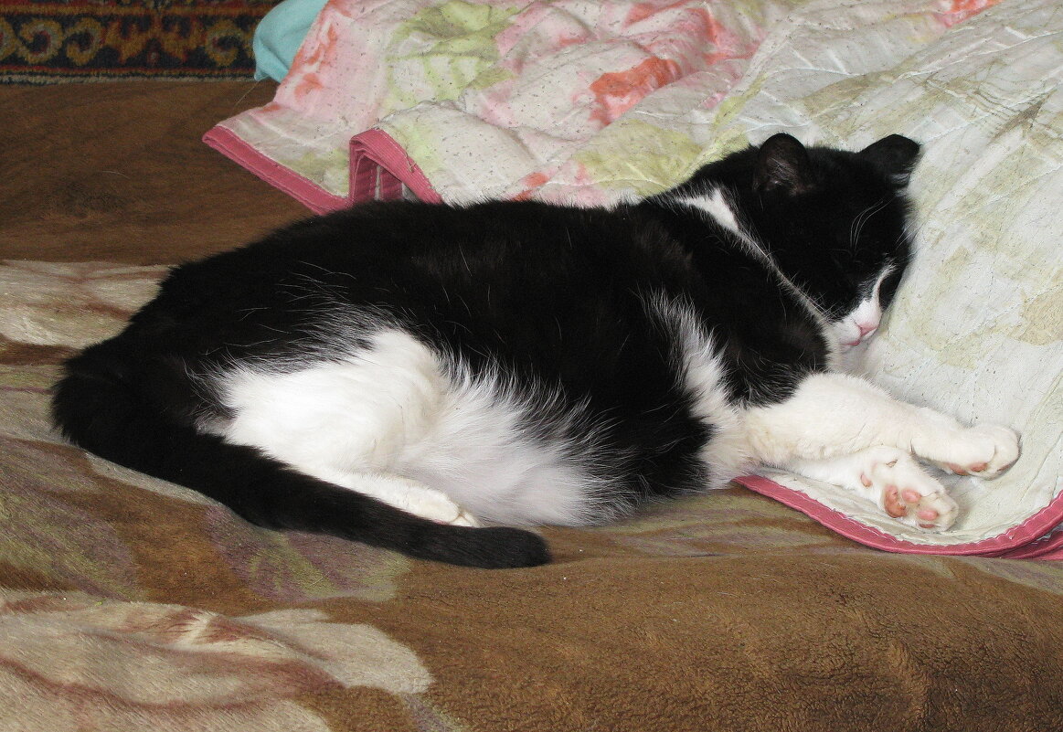 Отдых после обеда - Людмила Смородинская