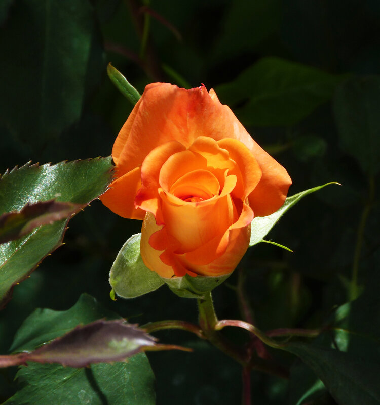 Оранжевая роза Флорибунда - Валентин Семчишин Оранжевая роза Флорибунда - Валентин Семчишин