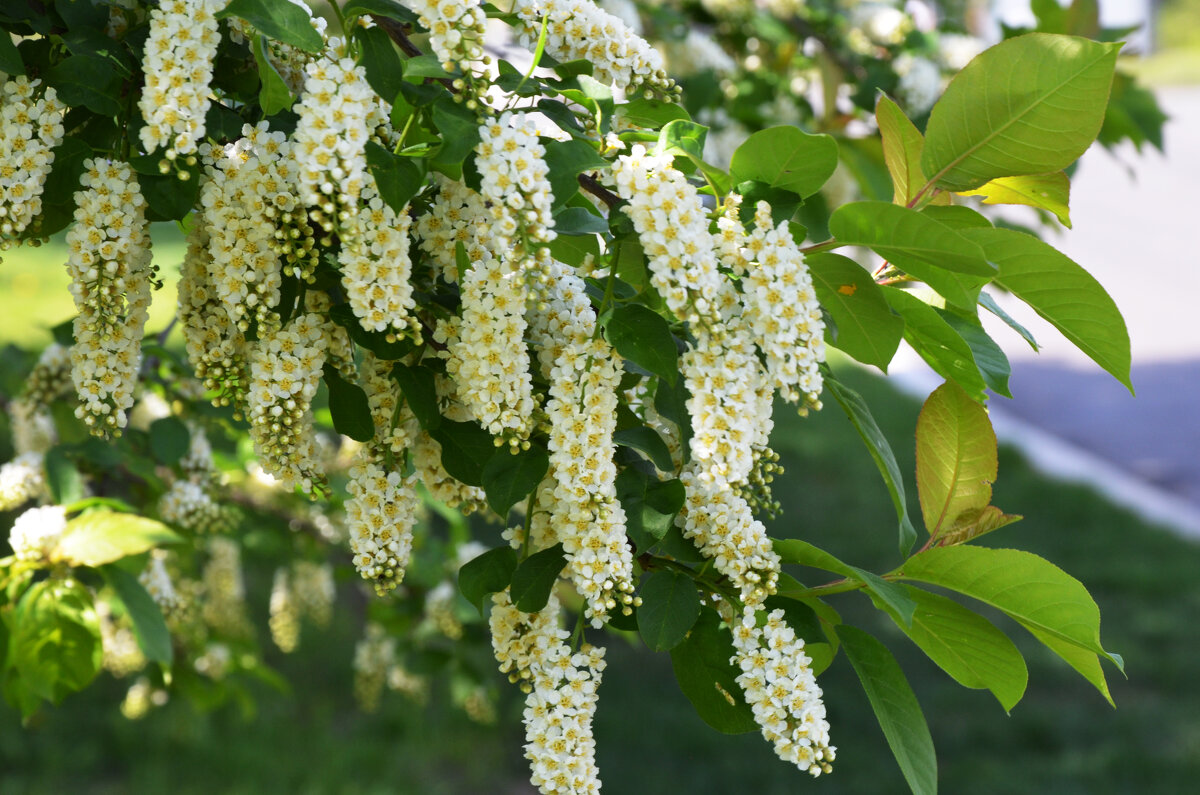Москва. Парк Коломенское. - Наташа ***** Москва. Парк Коломенское. - Наташа *****