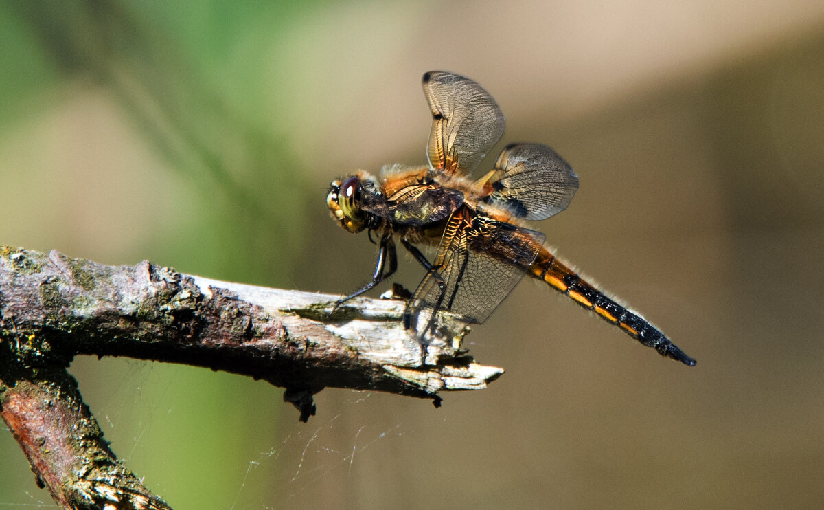 *** - Владимир Безбородов