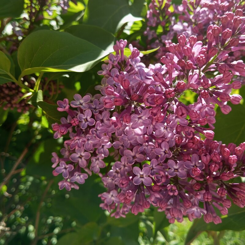 Сирень - Елена Семигина