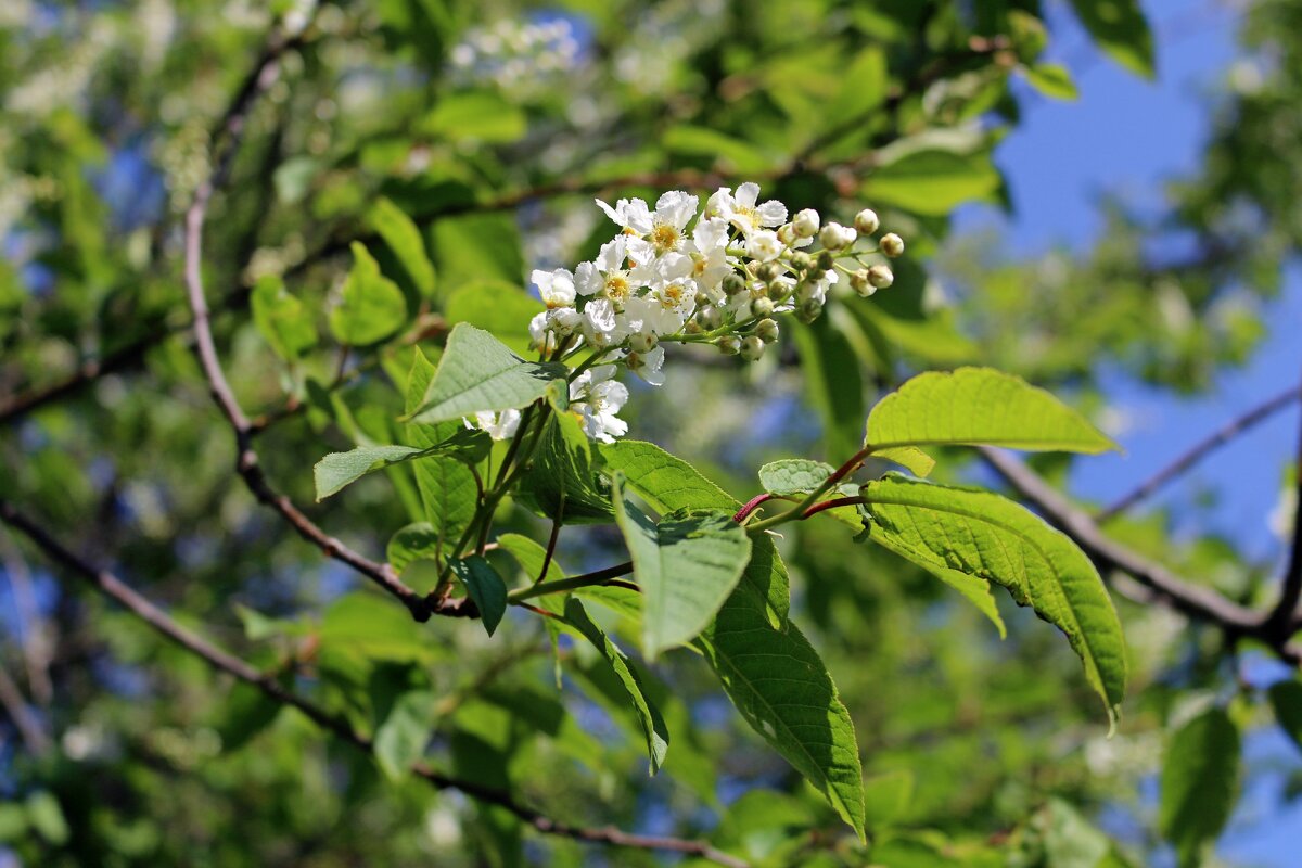 Черёмуховое лето - Ольга 