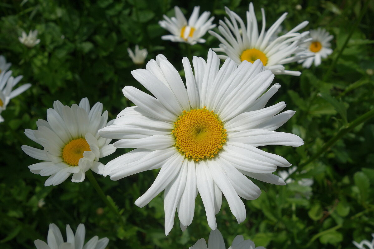 Ромашки - Рита Симонова