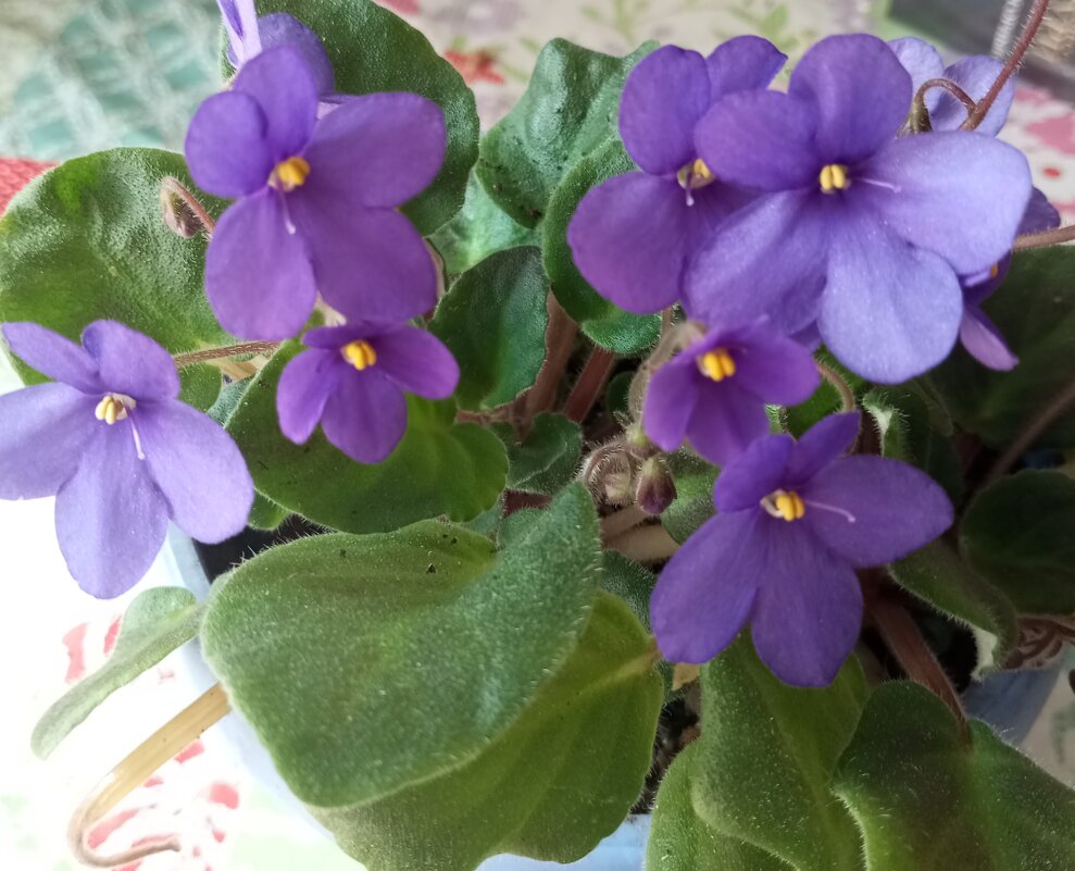 Фиалка - Елена Семигина Фиалка - Елена Семигина