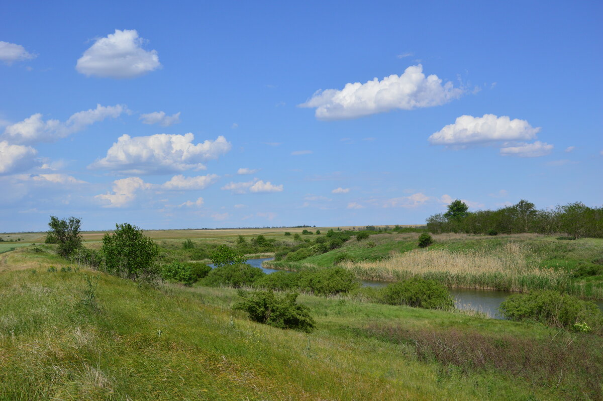 Местные виды. - Виктор 