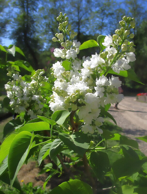 Белая сирень - Ольга Довженко