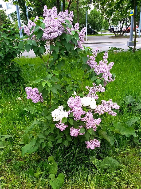 Стоит нарядная сирень во всей красе благоухая! - Ольга Довженко