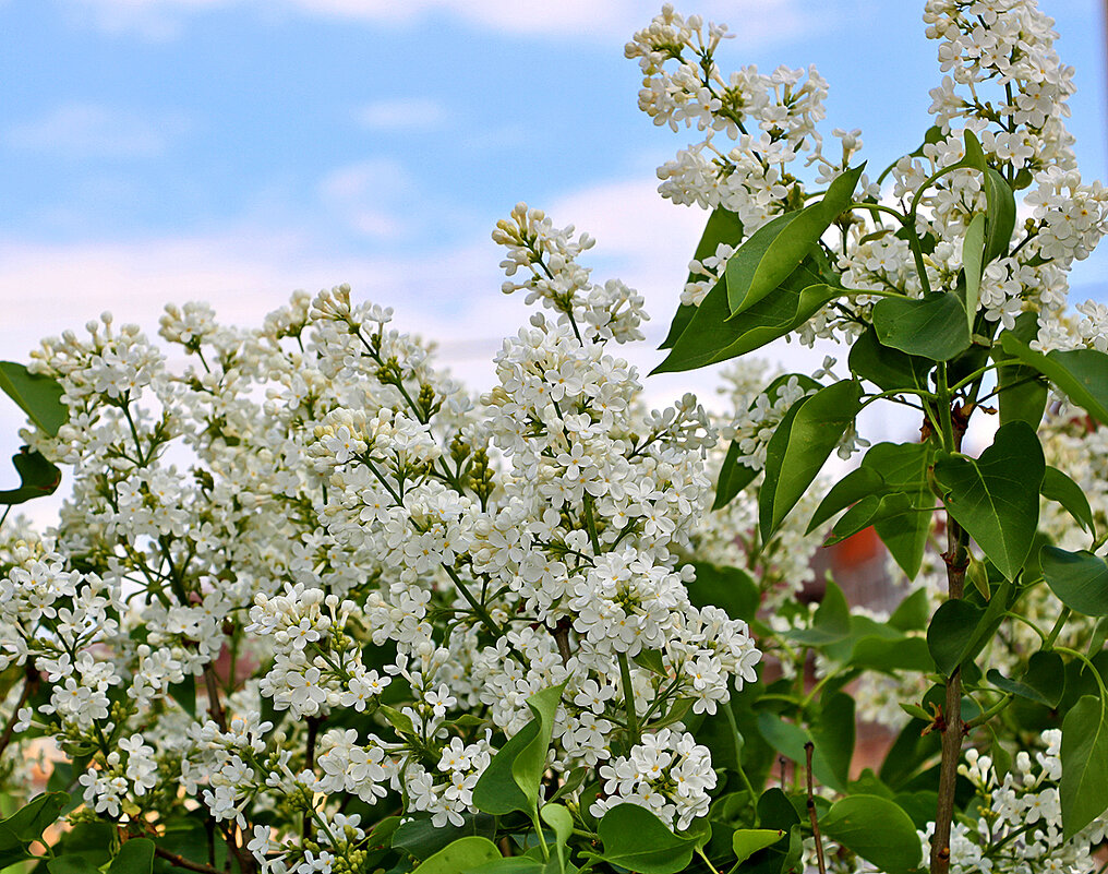 Сиреневый май - Светлана 