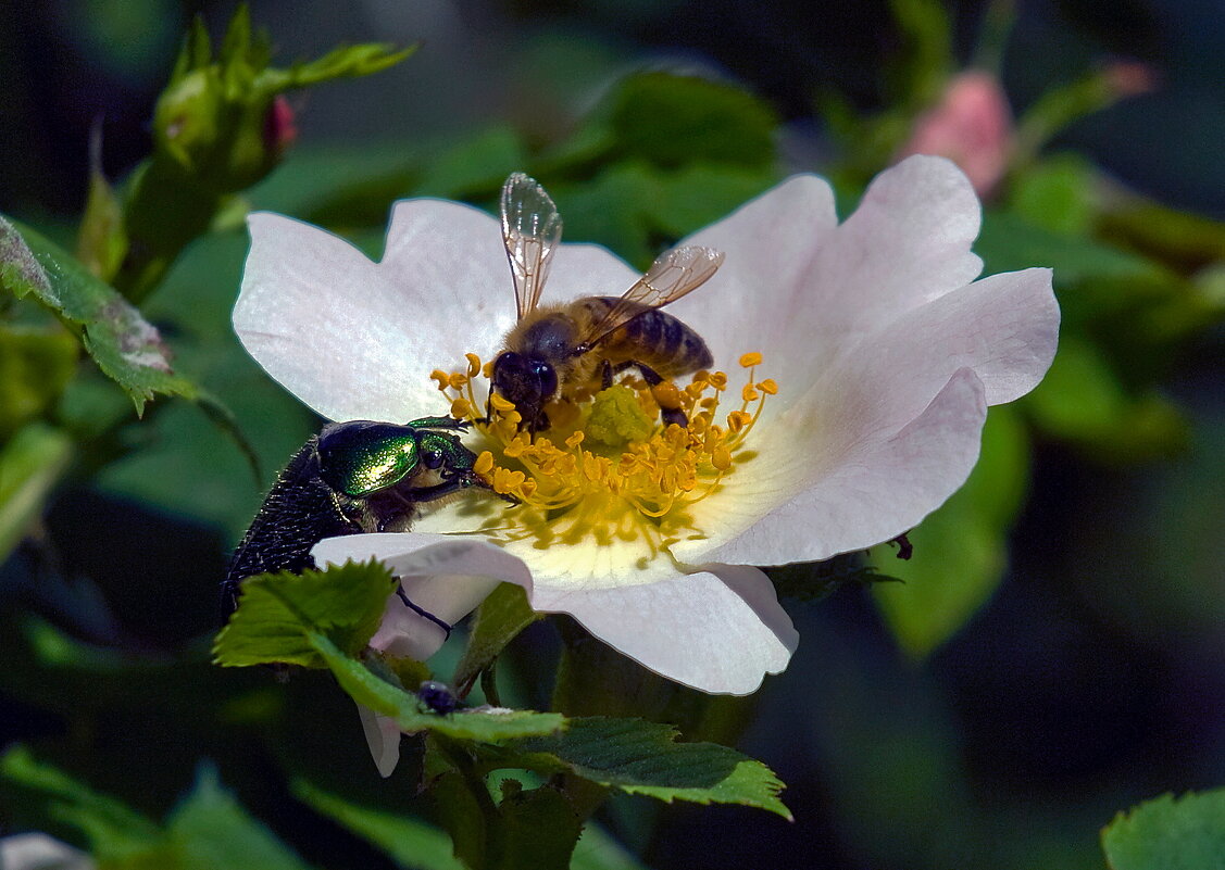 за общим столом ) - Всеволод за общим столом ) - Всеволод