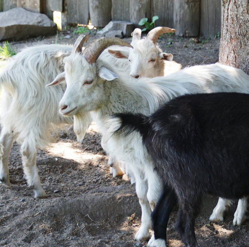 В тенёчке - Наталия Григорьева В тенёчке - Наталия Григорьева