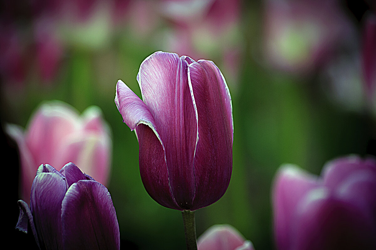 Тюльпан - Владимир Кроливец Тюльпан - Владимир Кроливец