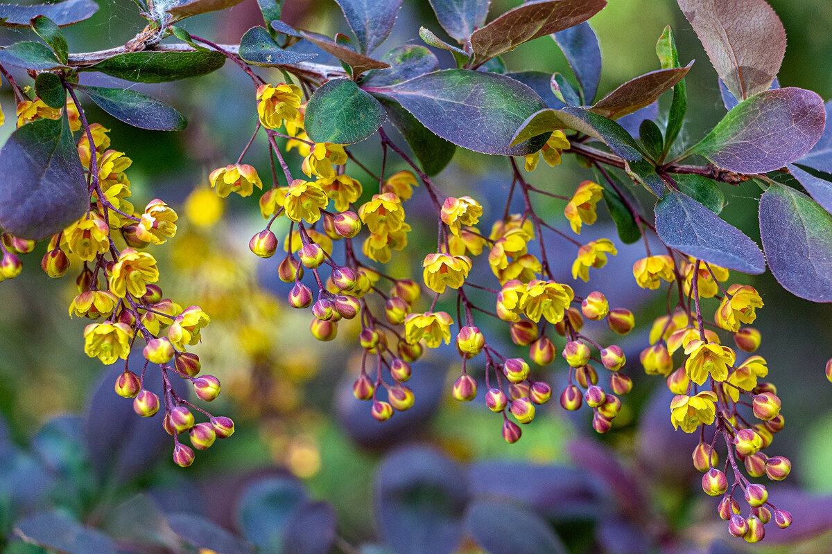 Барбарис - Юрий Яловенко