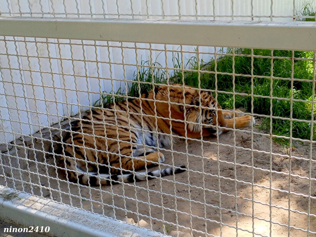 В ростовском зоопарке - Нина Бутко В ростовском зоопарке - Нина Бутко