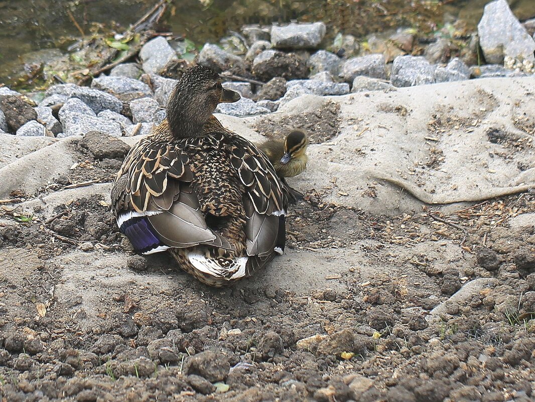 С утенком - ZNatasha -