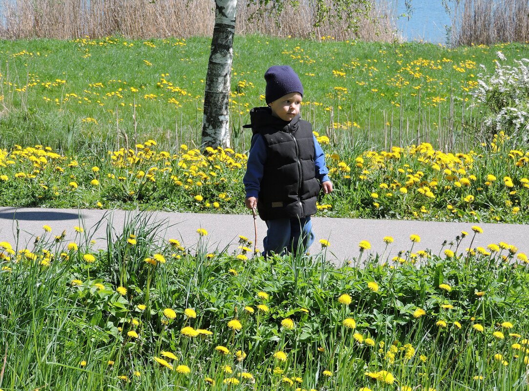 Среди одуванчиков - Мария Васильева