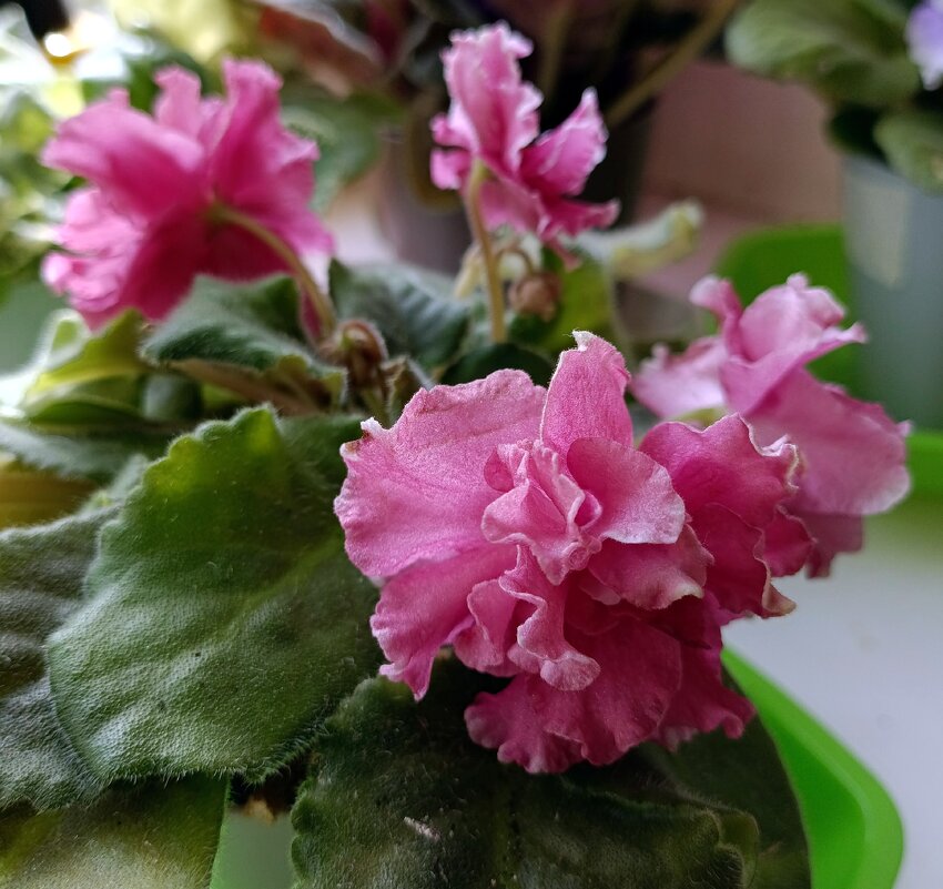 Фиалка махровая. - Ирина ***