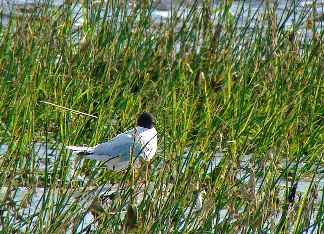 малая чайка - gawrilа - dan