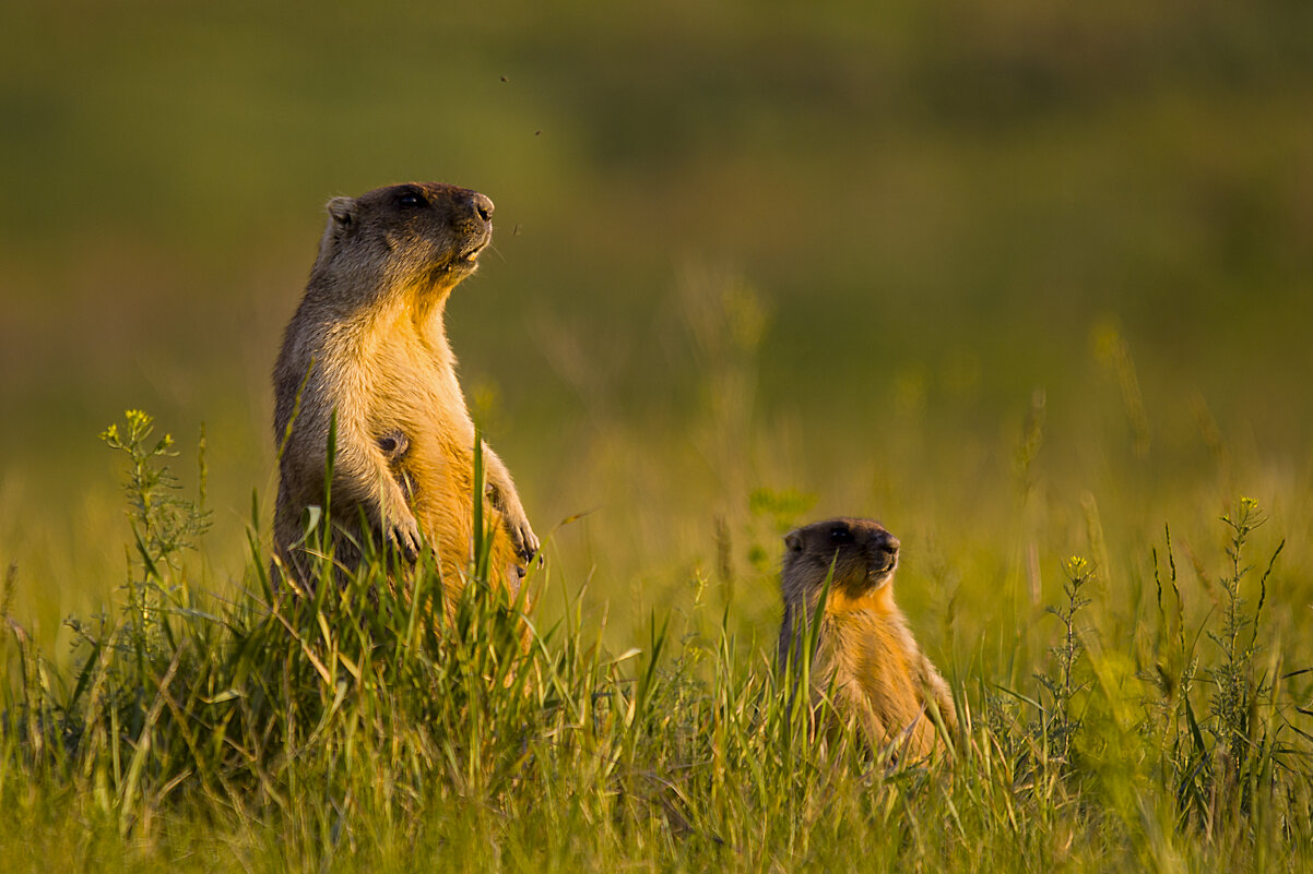 Байбаки - Валерий Черняк