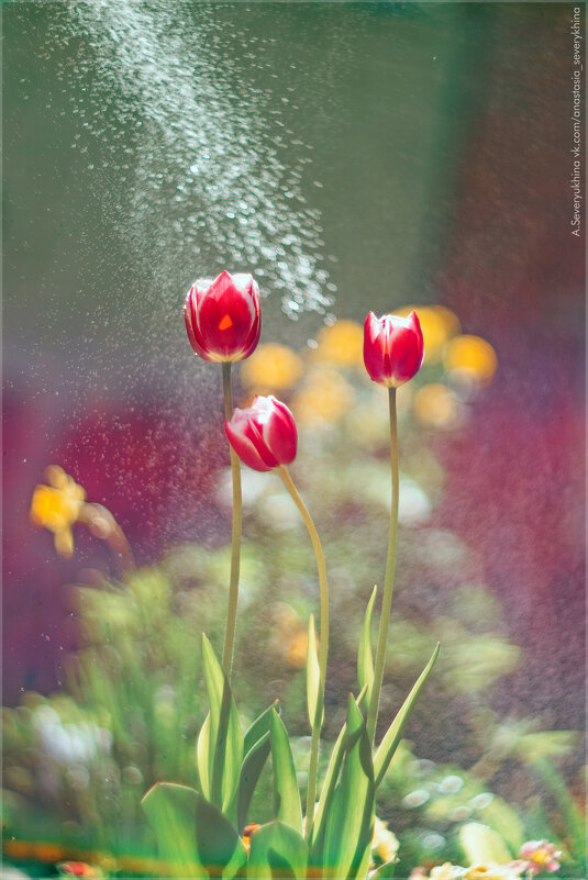 тюльпаны - Анастасия Северюхина тюльпаны - Анастасия Северюхина
